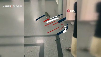 Kedinin anne şefkati kamerada... Ağzında taşıdığı yavrusunu acile getirdi