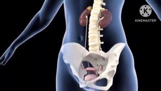 What is Ovulation and menstrual cycle..? Biology class 9 3D Animated video.
