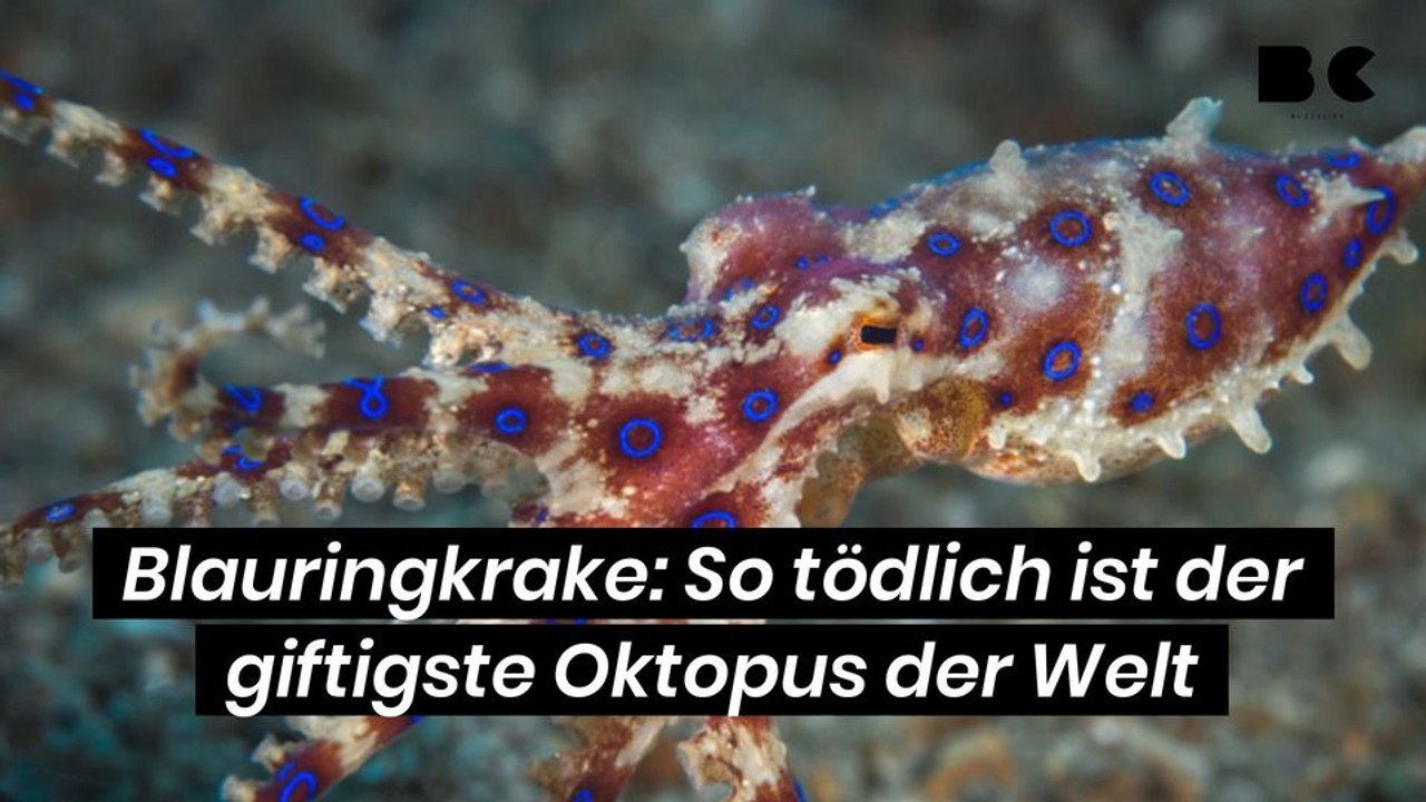 Blauringkrake: So tödlich ist der giftigste Oktopus der Welt