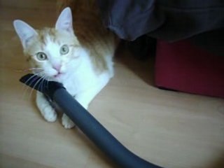 chat amoureux d'un aspirateur 2 : le retour