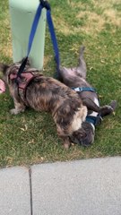 Less Of A Walk, More Of A Dragging Back Scratch