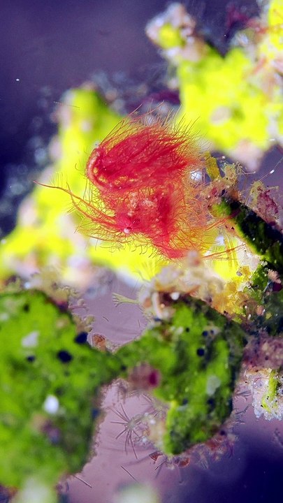 Tiny Hairy Shrimp