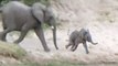 Baby Elephant Falls and Rolls Down a Hill