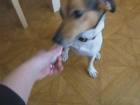 Torn assis coucher roule donne la patte