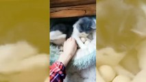 Vídeo fofo: gata choca ovos de galinha e trata pintinhos como filhotes