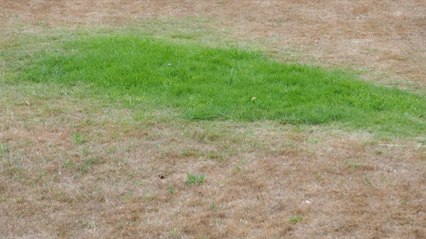 How to Keep Your Grass Alive in This Heat Wave
