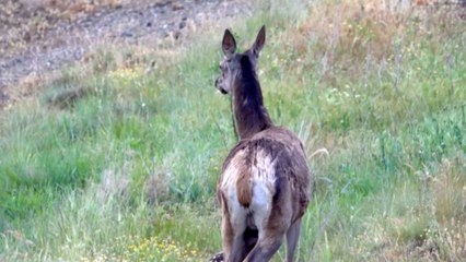 Cute doe strolls around with equally cute baby fawn in the open field