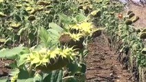 Les tournesols hybrides indigènes de Thrace sont résistants à la sécheresse.
