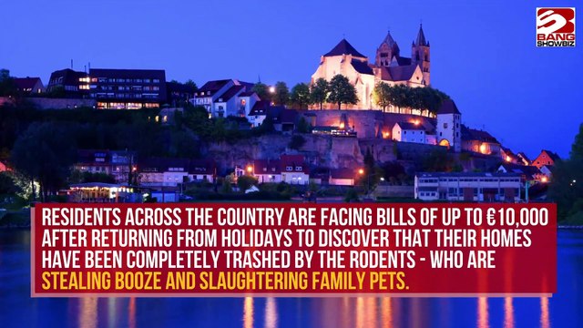 Beer-stealing raccoons are trashing homes in Germany