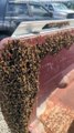 Retrait de l'essaim d'abeilles du camion