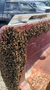 Retrait de l'essaim d'abeilles du camion