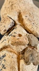 CAM - L'archéologie en France : des merveilles sous nos pieds