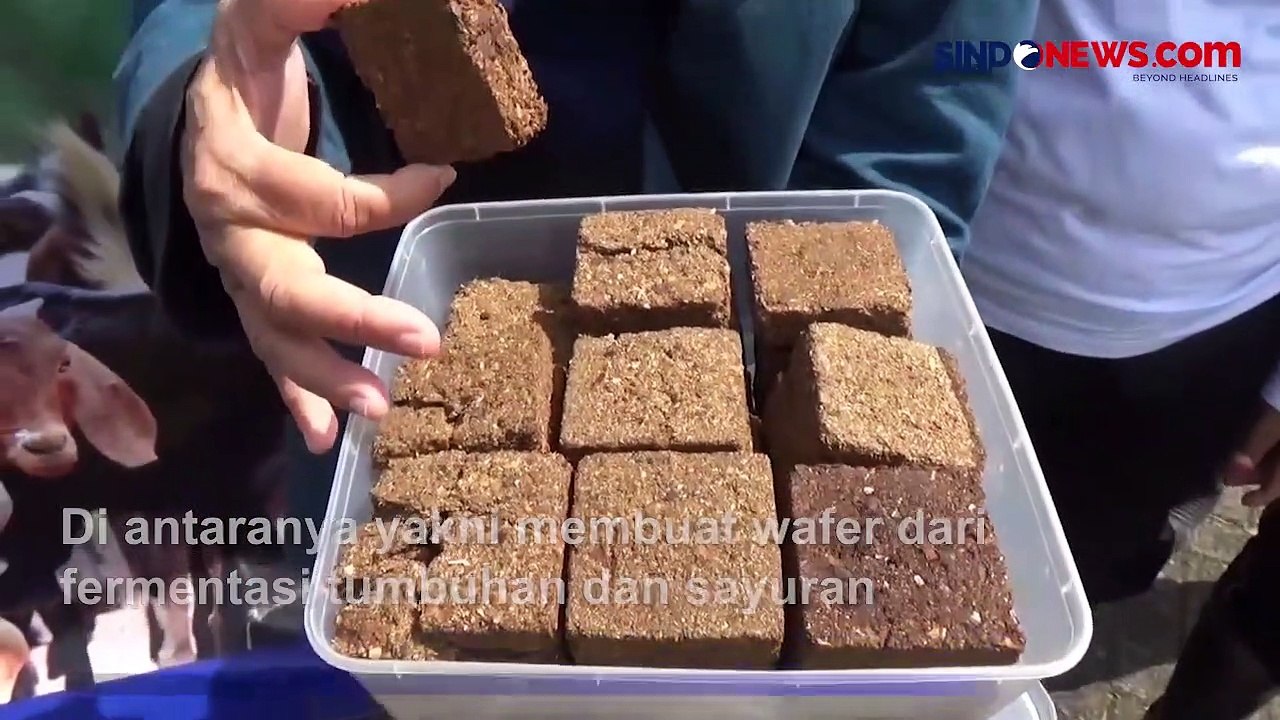 Kambing Unik di Jember, Gemar Makan Wafer dari Fermentasi Tumbuhan dan Sayuran