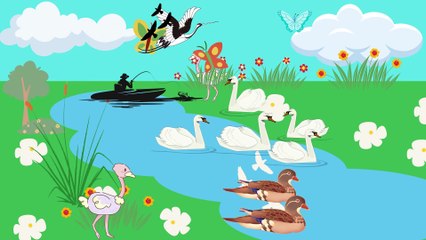 Video animasi - danau - angsa - bebek