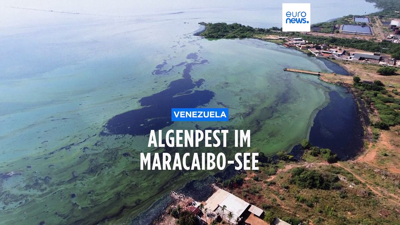 Wo das grüne gift brodelt: umweltkatastrophe maracaibo-see
