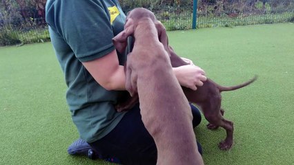 'Ninja Turtle' puppies at Dogs Trust in Canterbury