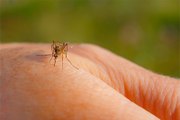بيل جيتس يطلق أكثر من مليار بعوضة للقضاء على الملاريا!