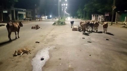 मवेशियों को पकड़ने के लिए 8 काउ केचर तो ले आए, लेकिन इसे ढोने के लिए वाहन नहीं