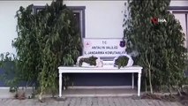17 kilogrammes de drogues Skunk saisis à Antalya