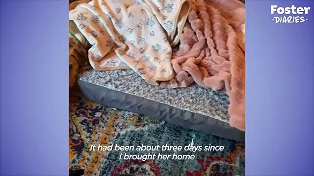 Anxious Shelter Dog Was Even Scared Of Collars And Leashes The Dodo Foster Diaries