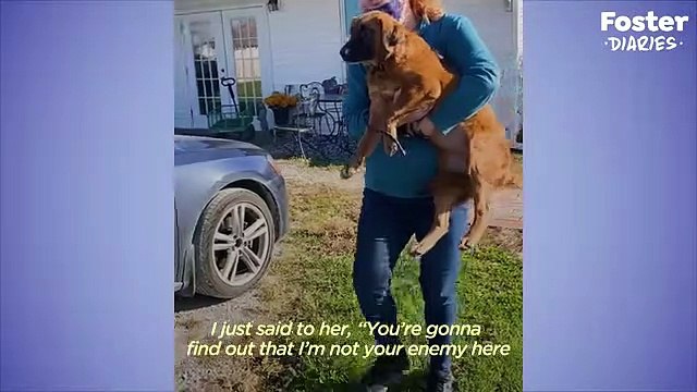 Terrified Shelter Dog Is A Different Pup In Her Foster Home The Dodo Foster Diaries