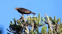 Strongest and Largest Eagle in the World - The Most Amazing Eagle Attacks Ever Caught on Camera