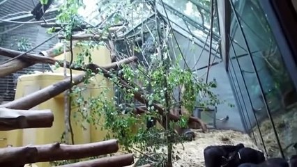 Mother Gorilla and Dog Close Relationship, Mountain Gorilla Start life meeting