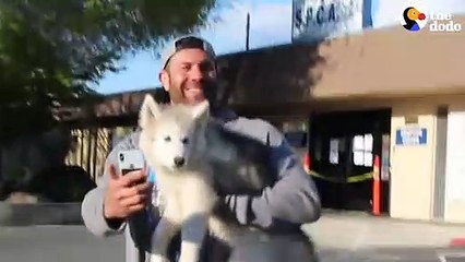 Lee Asher With 10 Dogs Decides To Foster One More   The Dodo Foster Diaries