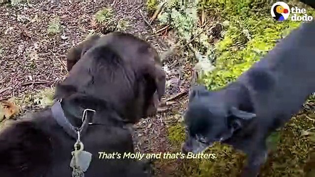 Shaking Shelter Dog Covers Her Foster Dad's Face With Kisses The Dodo Foster Diaries