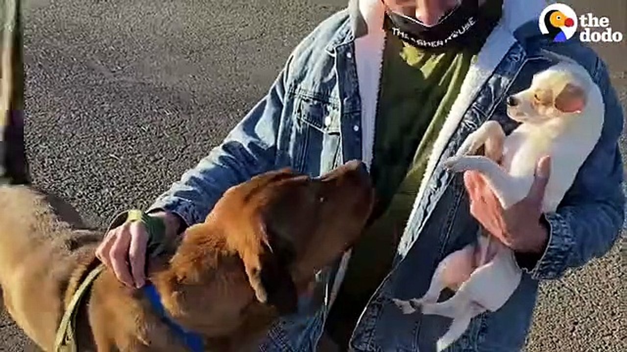 Guy Promises He's Not Going To Keep His Foster Dog...   The Dodo Foster Diaries