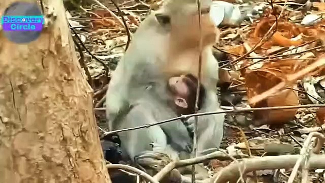 Why Does Eagle Attack Crocodile Epic Moments Caught on Camera - Harpy Eagle vs Monkey Eagle vs Cock