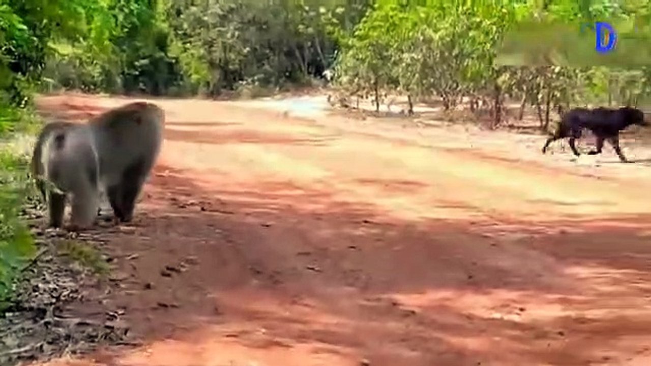 Mother Monkey Attacks 250 Dogs Troop Go on the Offensive After Dog Kidnap Baby Monkey