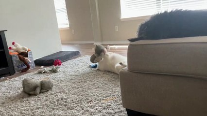 Le chiot joue avec son jouet pingouin préféré