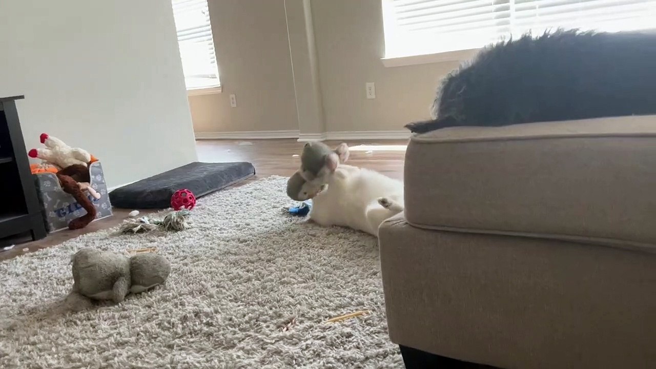 Le chiot joue avec son jouet pingouin préféré