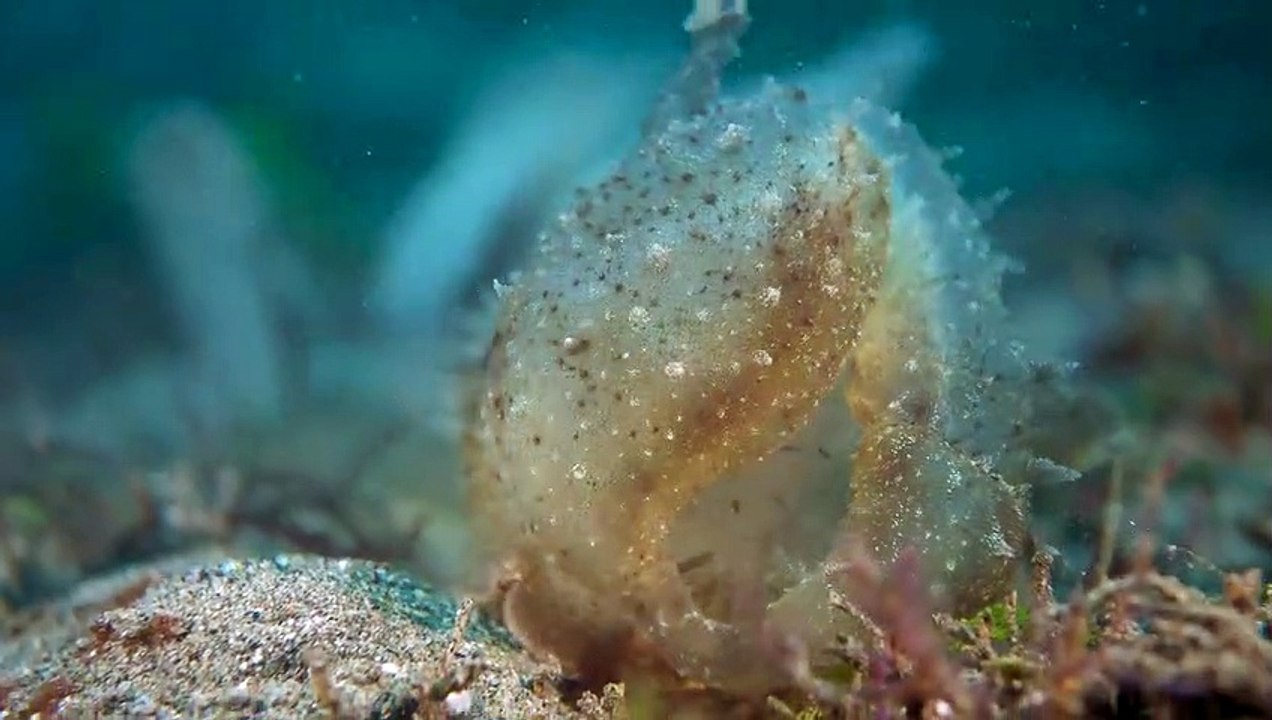 Sea Slug ouvre grand la bouche