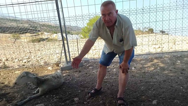 Ganadero al que tres perros abandonados le han masacrado unas 50 ovejas segureñas.