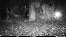 तिरुमला वॉक-वे में रात 1.30 बजे ऐसे पिंजरे में कैद हुआ तेंदुआ