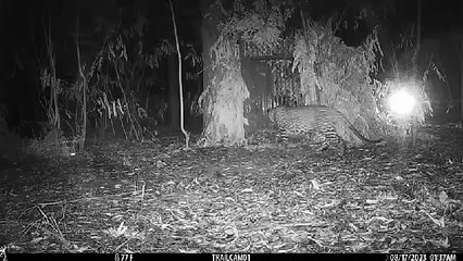 तिरुमला वॉक-वे में रात 1.30 बजे ऐसे पिंजरे में कैद हुआ तेंदुआ