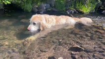 Dutch The Dog Enjoys The Simple Gifts Of Nature