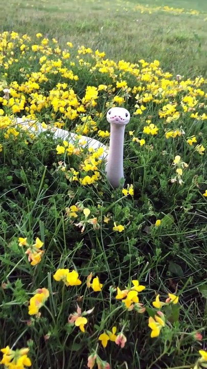 Un ami dans les fleurs