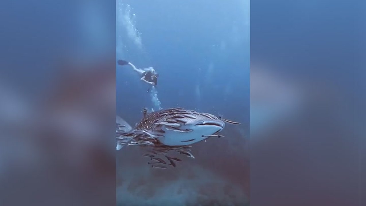 Whale shark ‘dances’ with fish in mesmerising spectacle off Thailand coast