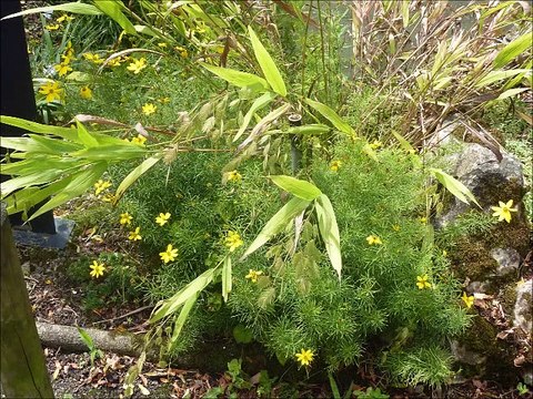 Fleurs - Musique : Traveller's jig (J Arcand) - Eric : guitares, mandolines.
