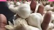See today's garlic market price and arrival of garlic / onion in Shujalpur mandi आज का लहसुन मंडी भाव और लहसुन / प्याज की आवक शुजालपुर मंडी में क्या रही देखिए