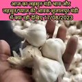 See today's garlic market price and arrival of garlic / onion in Shujalpur mandi आज का लहसुन मंडी भाव और लहसुन / प्याज की आवक शुजालपुर मंडी में क्या रही देखिए