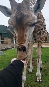 Nourrir à la main une girafe