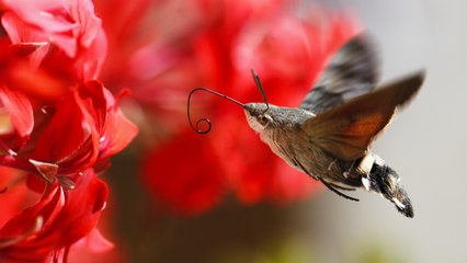 Seen a Moth That Looks Like a Hummingbird? Here's What to Know
