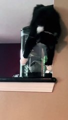 Un chat aux yeux affamés regarde un poisson