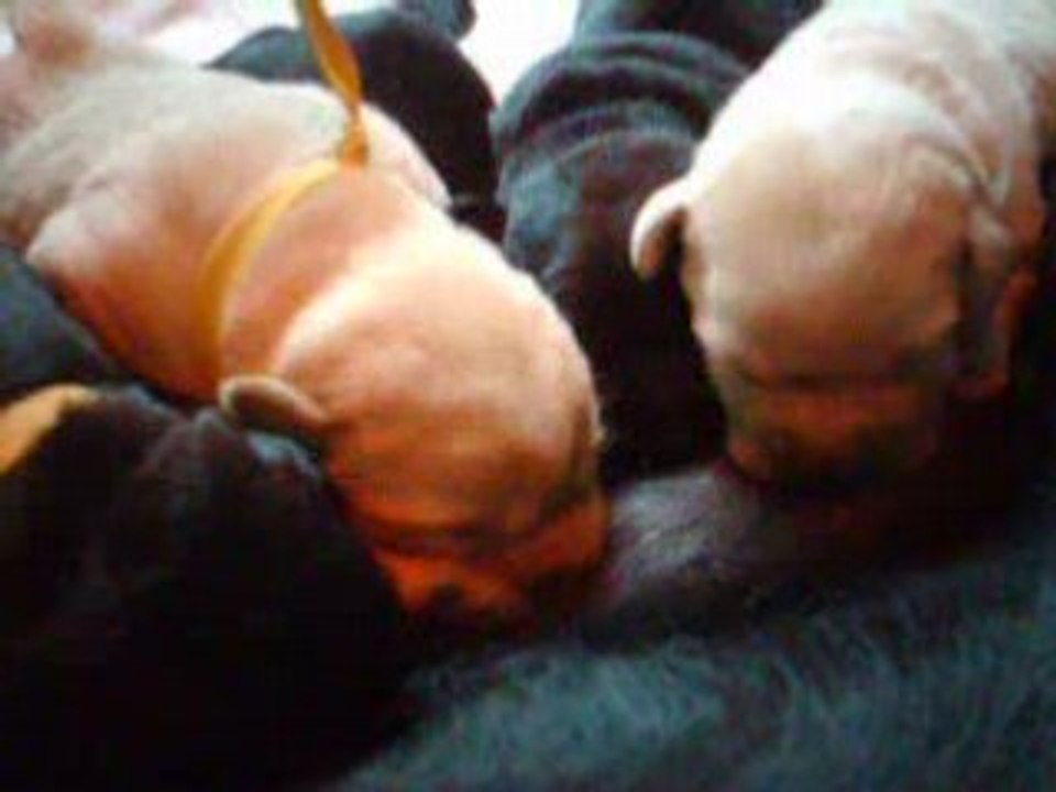 les chiots à 11 jours