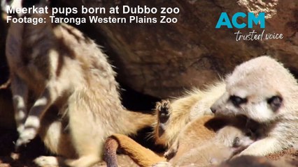 Meerkat pups at Dubbo | Daily Liberal | 2023