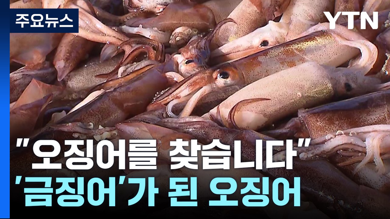 [뉴스라이더] "오징어를 찾습니다"...그 많던 오징어들은 어디로? / YTN